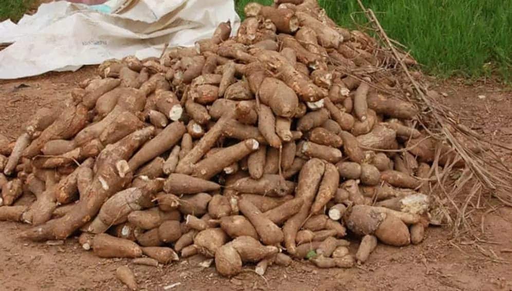 EU supports Ghana with EUR6.5M to boost cassava and fruits export The