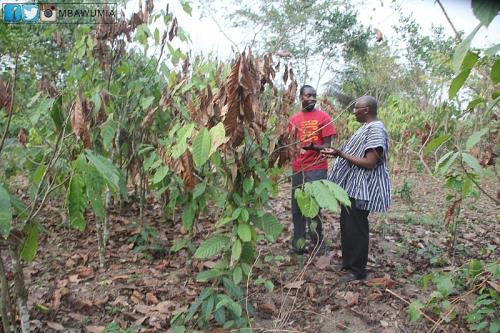 Bawumia visits a cocoa farm