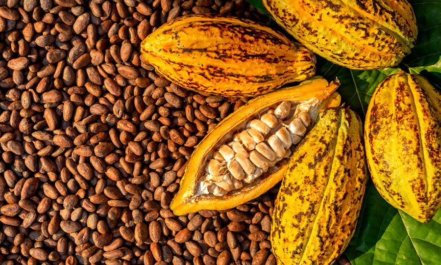 Cocobod signs 1.3bn syndicated loan for 2020/21 cocoa purchases