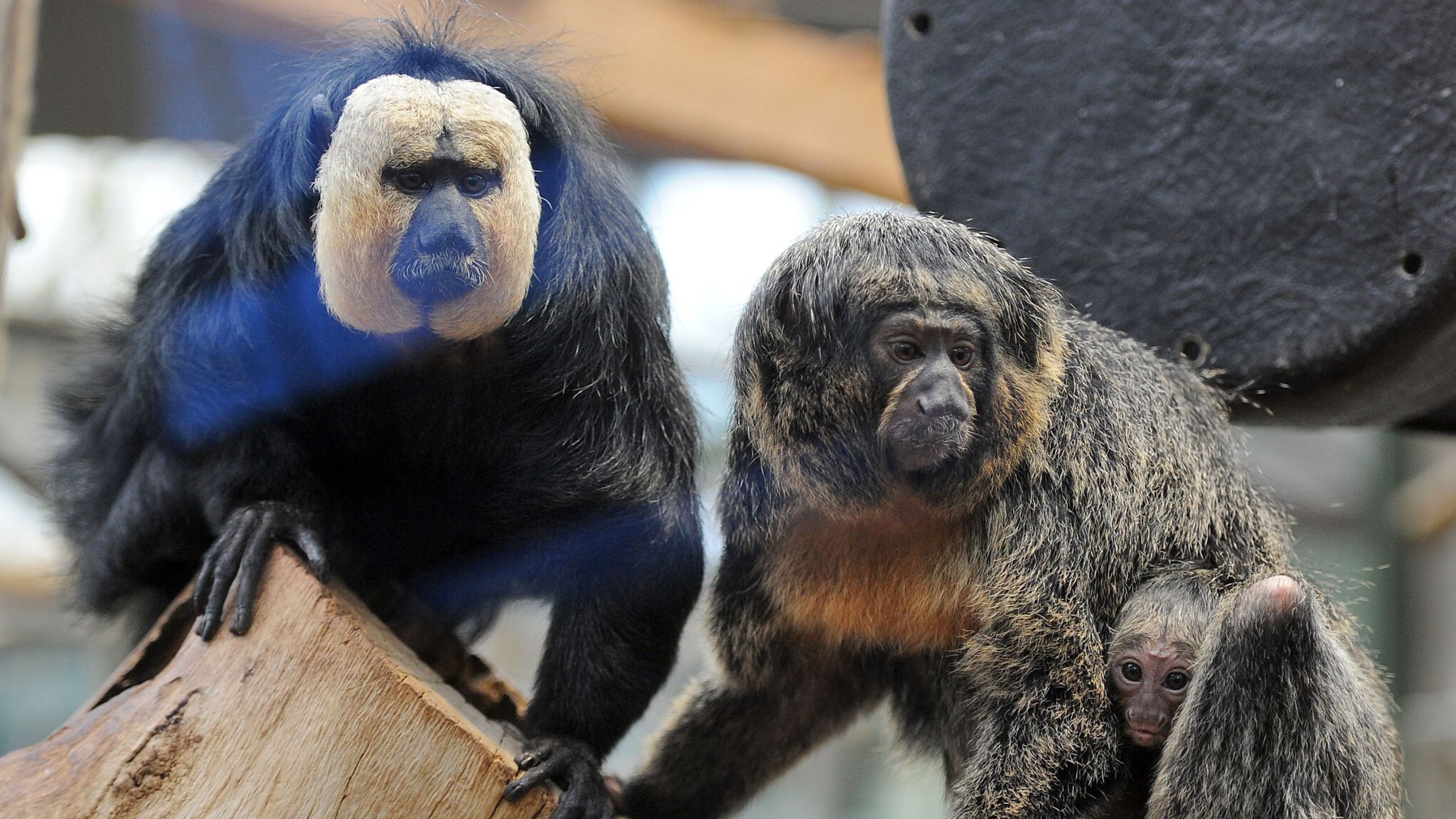 Monkeys in Finland zoo prefer traffic noises over nature sounds