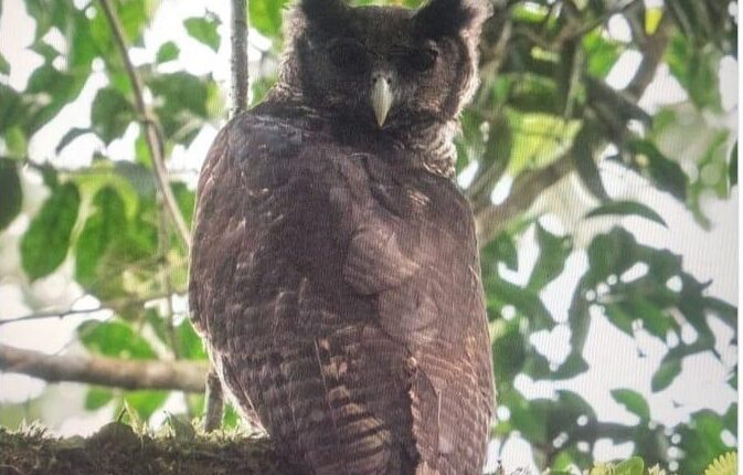 Shelley’s Eagle-Owl