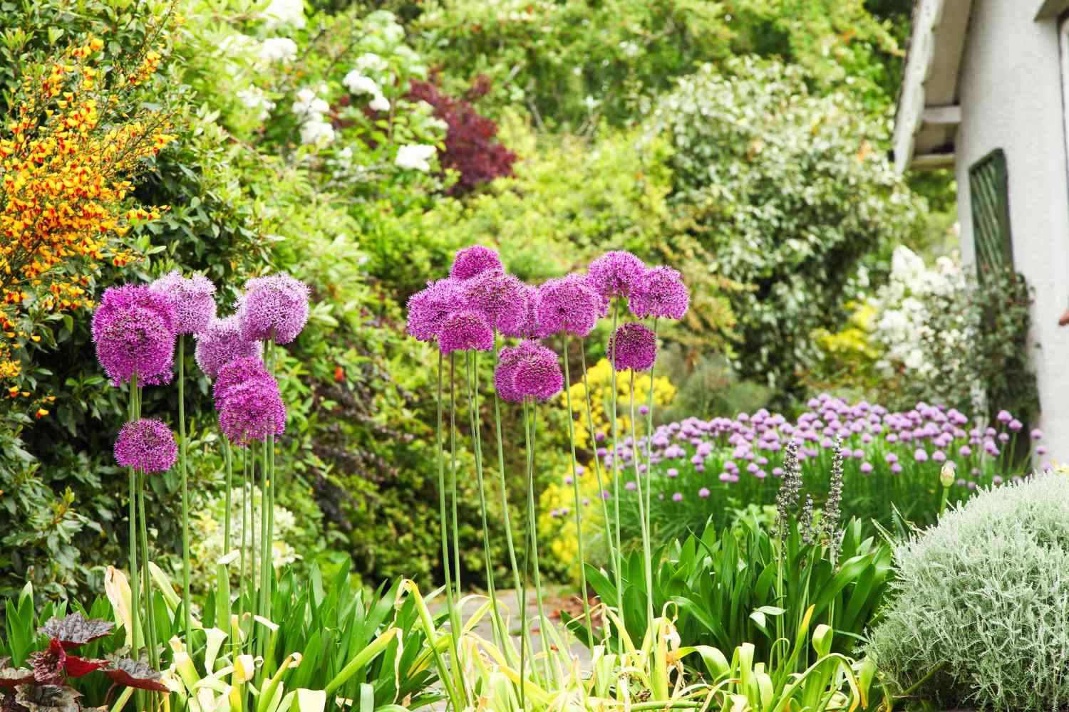 5 plants that can keep mosquitoes away from your home