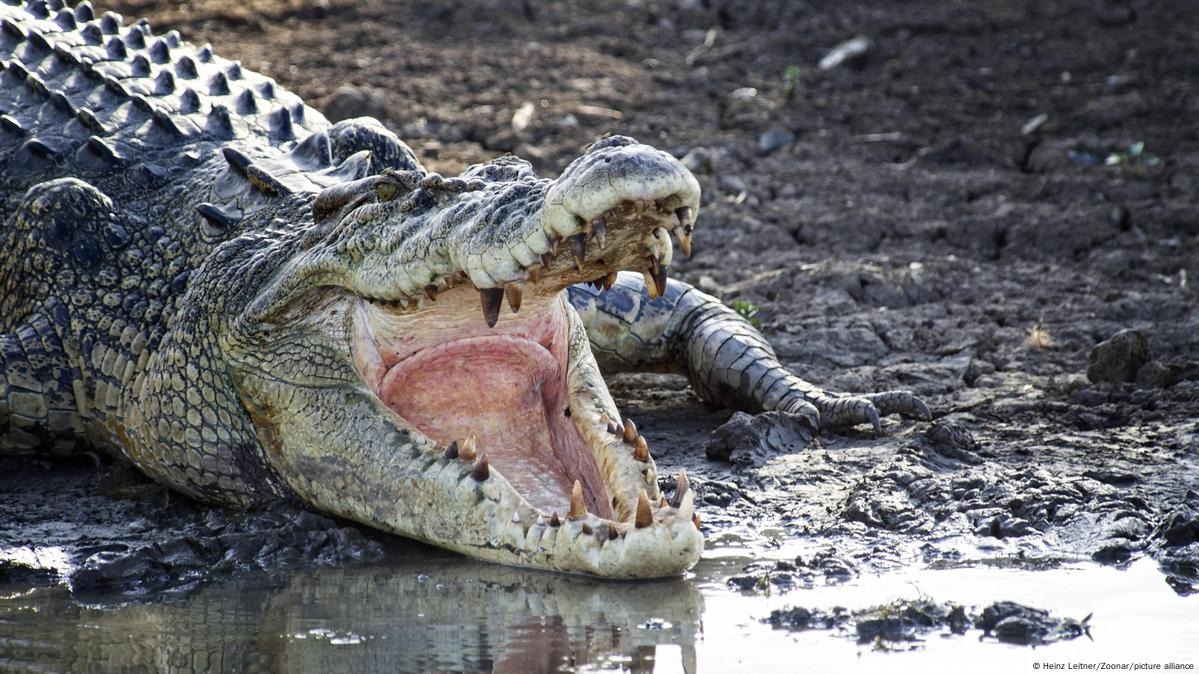 Australia: Human remains found in croc after fatal attack